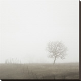 Tree and Fence II Stretched Canvas Print by Shane Settle