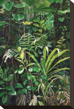 San Isidro Cloud Forest Stretched Canvas Print by Pamela Jablonski