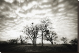 Emigrant Lake Trees Impressão em tela esticada por Shane Settle