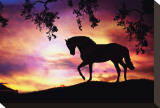Black Stallion Stretched Canvas Print by Stephanie Laird