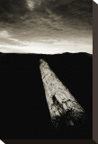 Dead Log at Floras Lake Stretched Canvas Print by Shane Settle