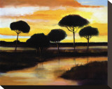 Alberi di Pisa at Sunset Stretched Canvas Print by Judith D'Agostino