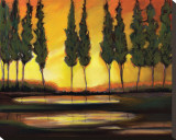 Peaceful California Trees Stretched Canvas Print by Judith D'Agostino