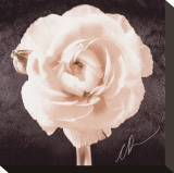 Ranunculus Stretched Canvas Print by Christine Zalewski