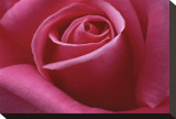 Rose Pink II Stretched Canvas Print by Danny Burk