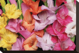 Gladiolus IV Stretched Canvas Print by Danny Burk