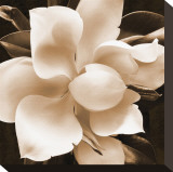Magnolia Close Up II Reproduction transférée sur toile par Christine Zalewski