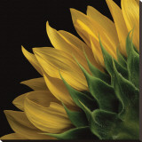 Sunflower VI Trykk på strukket lerret av Danny Burk