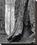 Sequoia Trunks and Beams II Stretched Canvas Print by Danny Burk