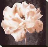 Antique Rose Stretched Canvas Print by Christine Zalewski