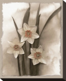 Narcissi Seduction Stretched Canvas Print by Richard Sutton
