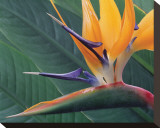 Strelitzia II Stretched Canvas Print by Danny Burk