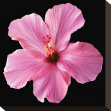 Pink Hibiscus Stretched Canvas Print by Christine Zalewski