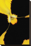 Yellow Pansy Stretched Canvas Print by Danny Burk