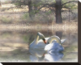 Wintering Swans Stretched Canvas Print by Stephanie Laird