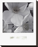 Narcissi for the Wedding II Stretched Canvas Print by Richard Sutton
