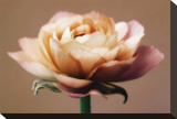 The Perfect Rose Stretched Canvas Print by Christine Zalewski