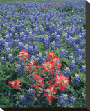 Bluebonnets II Stretched Canvas Print by Danny Burk