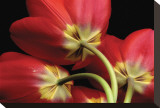 Tulips IV Stretched Canvas Print by Danny Burk