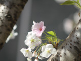 Spring Photographic Print by Ryuji Adachi