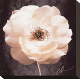 Antique Rose Stretched Canvas Print by Christine Zalewski
