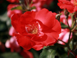 Roses 2 Photographic Print by Ryuji Adachi
