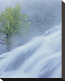 Bond Falls Misty Tree Stretched Canvas Print by Danny Burk