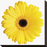 Yellow Gerbera Stretched Canvas Print by Christine Zalewski