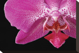 Phal IX Stretched Canvas Print by Danny Burk