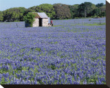 Bluebonnets Shed Stretched Canvas Print by Danny Burk