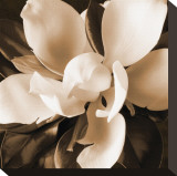 Magnolia Close Up I Stretched Canvas Print by Christine Zalewski