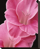 Gladiolus V Stretched Canvas Print by Danny Burk