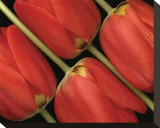 Tulips III Stretched Canvas Print by Danny Burk