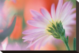 Silvery Aster Reproduction transférée sur toile par Karin Connolly