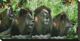 Lions Stretched Canvas Print by Melinda Bradshaw
