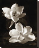 Magnolia II Stretched Canvas Print by Dan Magus