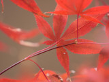 Red Leaves Photographic Print by Ryuji Adachi