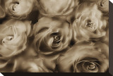 Sepia Roses Stretched Canvas Print by Dan Magus