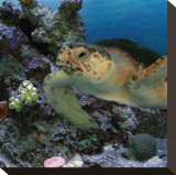 Sea Turtle III Stretched Canvas Print by Melinda Bradshaw