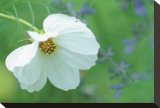 White Cosmos Stretched Canvas Print by Karin Connolly