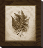 Japanese Painted Fern Study II Sepia Stretched Canvas Print by Melinda Bradshaw