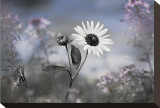 Sun Flower Stretched Canvas Print by Karin Connolly