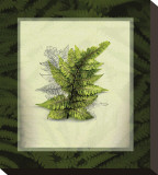 Japanese Painted Fern Study I Stretched Canvas Print by Melinda Bradshaw