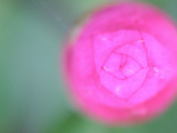 A Flower Photographic Print by Ryuji Adachi