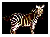 Zebra in Black Horizontal Giclee Print by Ikuko Kowada