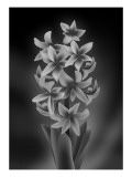 Hyacinth Mono Giclee Print by Ikuko Kowada