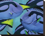 Blue Tang II Stretched Canvas Print by Melinda Bradshaw