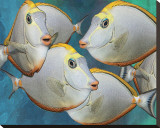 Blonde Naso Tang II Stretched Canvas Print by Melinda Bradshaw