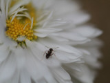 An Ant Takes a Walk Photographic Print by Ryuji Adachi