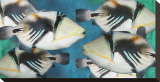 Huma Picasso Triggerfish II Stretched Canvas Print by Melinda Bradshaw